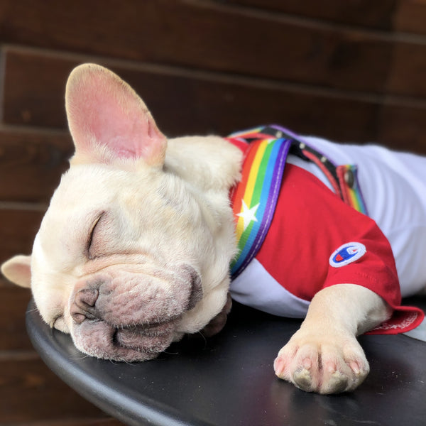 Rainbow Dog Leash and Harness