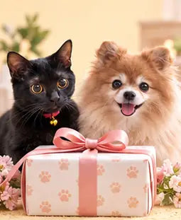 Black cat and Pomeranian behind a gift box